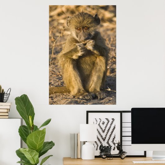 Baby Baboon Monkey Africa sitzend Poster (Heimbüro)