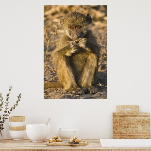 Baby Baboon Monkey Africa sitzend Poster (Küche)