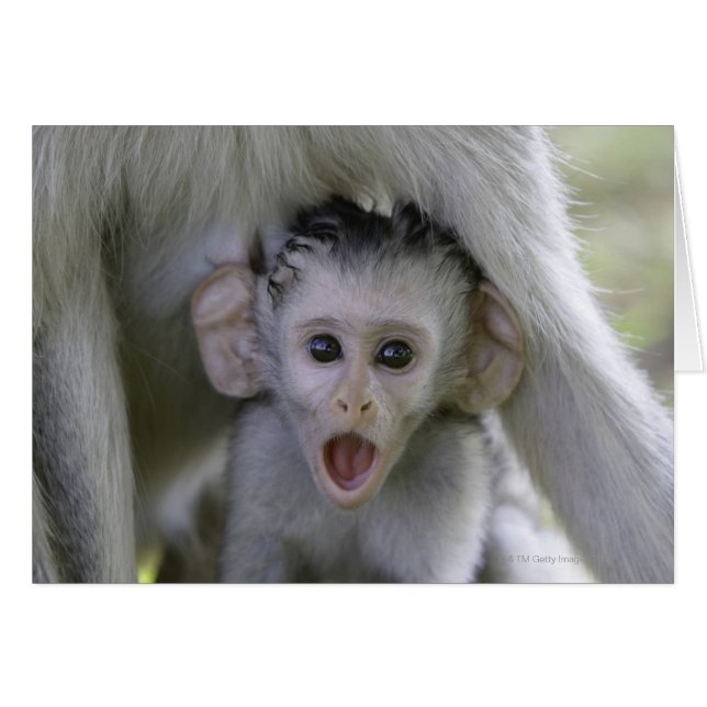Baby-Baboon unter seiner Mutter (Vorderseite (Horizontal))