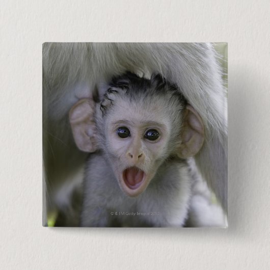 Baby-Baboon unter seiner Mutter Button (Vorderseite)