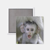 Baby-Baboon unter seiner Mutter Magnet (Vorderseite/Rückseite)