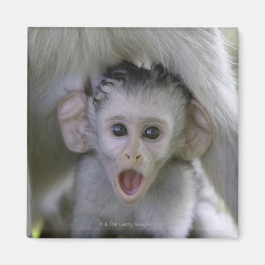 Baby-Baboon unter seiner Mutter Magnet (Vorne)