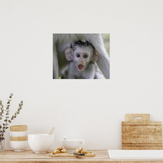 Baby-Baboon unter seiner Mutter Poster (Küche)