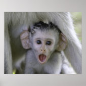 Baby-Baboon unter seiner Mutter Poster (Vorne)