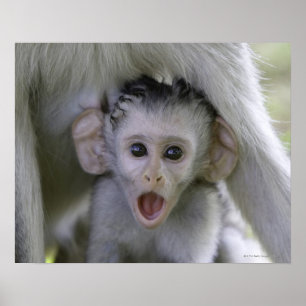 Baby-Baboon unter seiner Mutter Poster