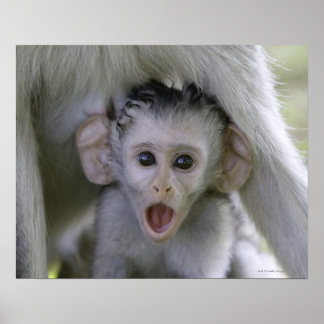 Baby-Baboon unter seiner Mutter Poster