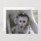 Baby-Baboon unter seiner Mutter Postkarte (Vorne/Hinten)