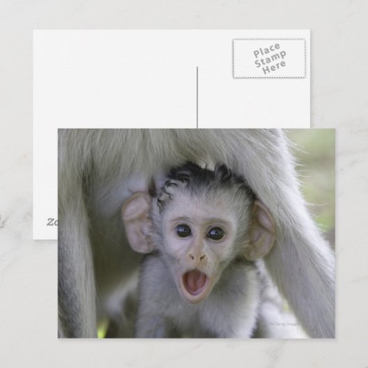 Baby-Baboon unter seiner Mutter Postkarte (Vorne/Hinten)