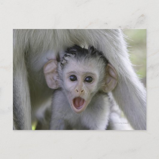 Baby-Baboon unter seiner Mutter Postkarte (Vorderseite)