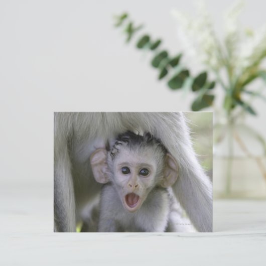 Baby-Baboon unter seiner Mutter Postkarte (Stehend Vorderseite)