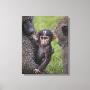 Baby Baboon wird seinem Vater vorgestellt Leinwanddruck
