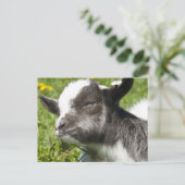 Baby Bagot Goat | Seltene Rasse Postkarte (Stehend Vorderseite)