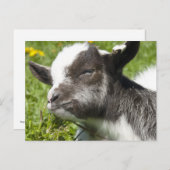 Baby Bagot Goat | Seltene Rasse Postkarte (Vorne/Hinten)