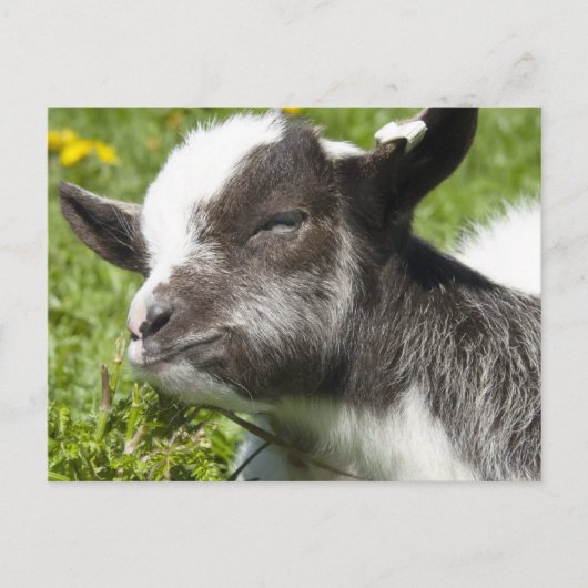 Baby Bagot Goat | Seltene Rasse Postkarte (Vorderseite)
