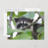 Baby Bandit! Postkarte (Vorne/Hinten)