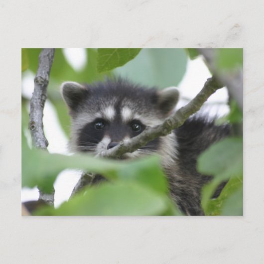 Baby Bandit! Postkarte (Vorderseite)