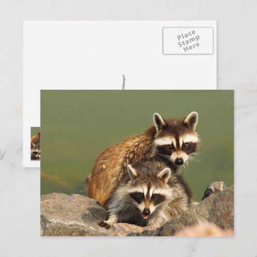 Baby Bandits Postkarte (Vorne/Hinten)