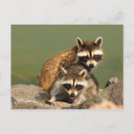 Baby Bandits Postkarte<br><div class="desc">Zwei junge Waschbären am Ufer. Das charakteristischste Merkmal des Raccoons ist der Bereich des schwarzen Fells um die Augen,  der stark im Kontrast zu den umgebenden weißen Gesichtsfarben steht. Dies erinnert an eine "Bandit-Maske" und hat damit den Ruf des Tieres als Unfug erhöht.  Foto von Gary Miller</div>