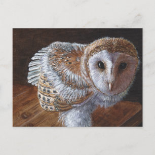 Baby Barn Owl Bird Postkarte