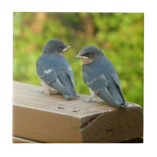 Baby-Barn-Schwalben Natur Vogel Fotografie Fliese