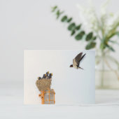 Baby Barn Schwalben werden von ihrer Mutter gefütt Postkarte (Stehend Vorderseite)