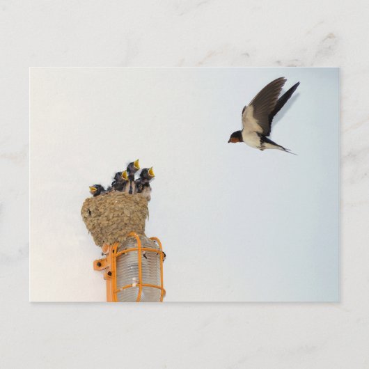Baby Barn Schwalben werden von ihrer Mutter gefütt Postkarte (Vorderseite)