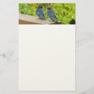 Baby Barn Swallows Nature Bird Fotografy Briefpapier