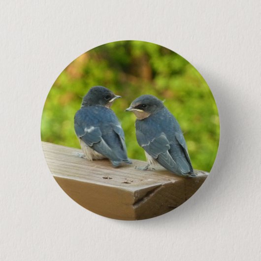 Baby Barn Swallows Nature Bird Fotografy Button (Vorderseite)