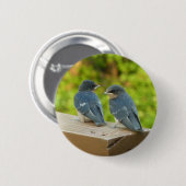 Baby Barn Swallows Nature Bird Fotografy Button (Vorne & Hinten)