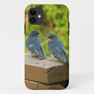 Baby Barn Swallows Nature Bird Fotografy Case-Mate iPhone Hülle