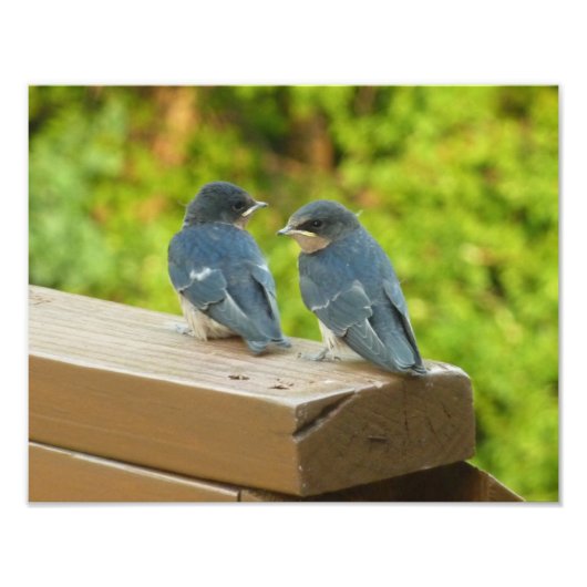 Baby Barn Swallows Nature Bird Fotografy Fotodruck (Vorne)