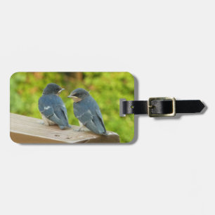Baby Barn Swallows Nature Bird Fotografy Gepäckanhänger