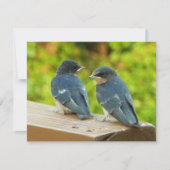 Baby Barn Swallows Nature Bird Fotografy Karte (Vorderseite)