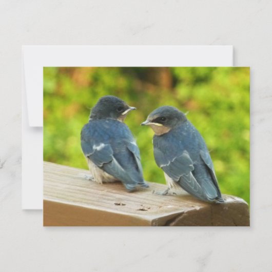Baby Barn Swallows Nature Bird Fotografy Karte (Vorderseite)