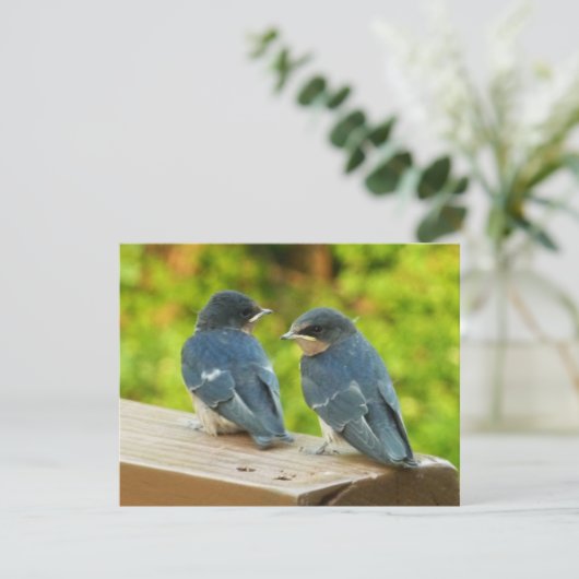 Baby Barn Swallows Nature Bird Fotografy Karte (Stehend Vorderseite)
