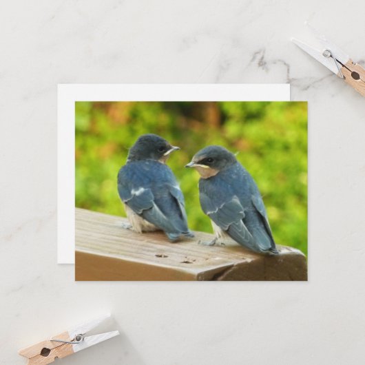 Baby Barn Swallows Nature Bird Fotografy Karte (Vorderseite/Rückseite Beispiel)