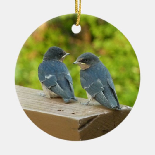 Baby Barn Swallows Nature Bird Fotografy Keramik Ornament (Vorne)