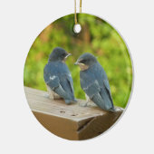 Baby Barn Swallows Nature Bird Fotografy Keramik Ornament (Links)