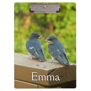 Baby Barn Swallows Nature Bird Fotografy Klemmbrett