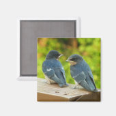 Baby Barn Swallows Nature Bird Fotografy Magnet (Vorderseite/Rückseite)