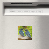 Baby Barn Swallows Nature Bird Fotografy Magnet (In Situ (Geschirrspüler))