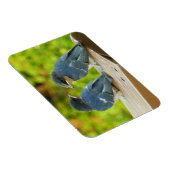 Baby Barn Swallows Nature Bird Fotografy Magnet (Rechte Seite)