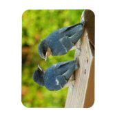 Baby Barn Swallows Nature Bird Fotografy Magnet (Vertikal)