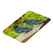 Baby Barn Swallows Nature Bird Fotografy Magnet (Linke Seite)