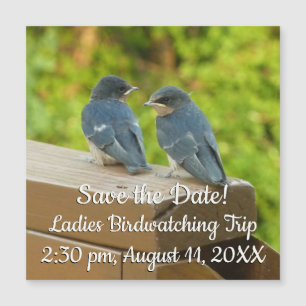 Baby Barn Swallows Nature Bird Fotografy Magnetkarte