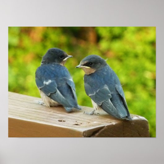 Baby Barn Swallows Nature Bird Fotografy Poster (Vorne)