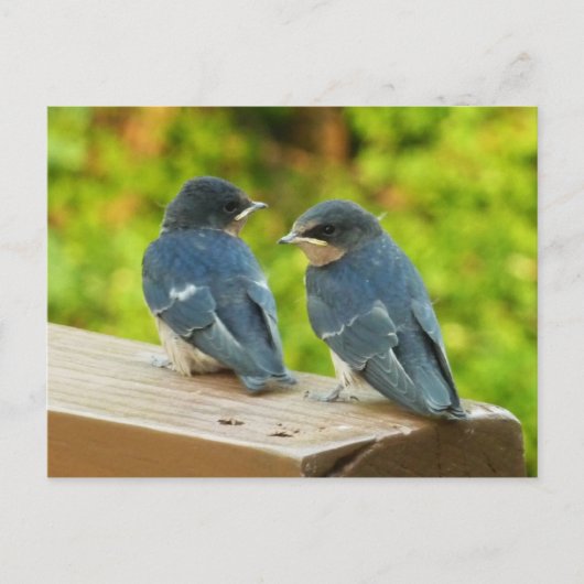 Baby Barn Swallows Nature Bird Fotografy Postkarte (Vorderseite)