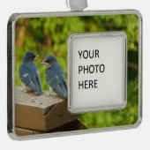 Baby Barn Swallows Nature Bird Fotografy Rahmen-Ornament Silber (Rechts)