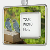 Baby Barn Swallows Nature Bird Fotografy Rahmen-Ornament Silber (Links)