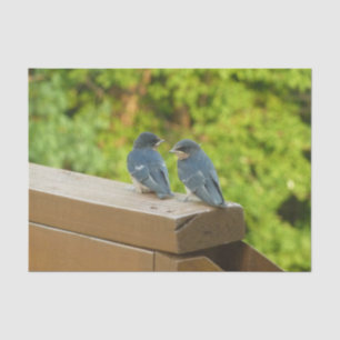 Baby Barn Swallows Nature Bird Fotografy Seidenpapier